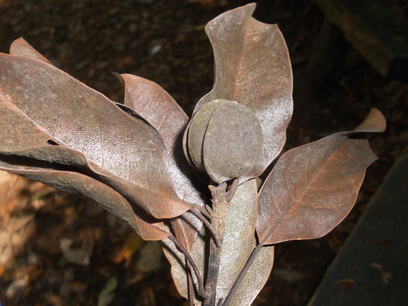 Magnolia brasiliensis photo 2