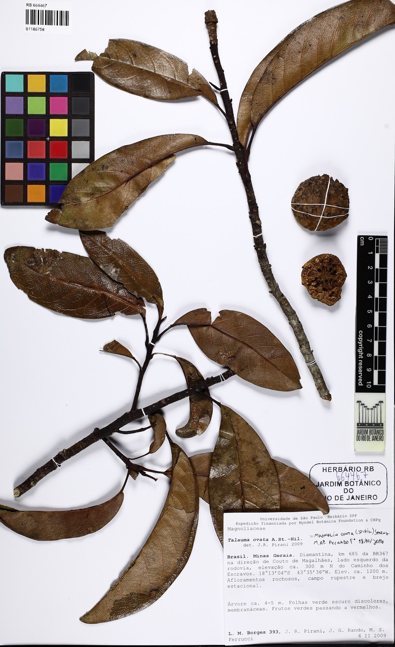 Magnolia brasiliensis photo 3
