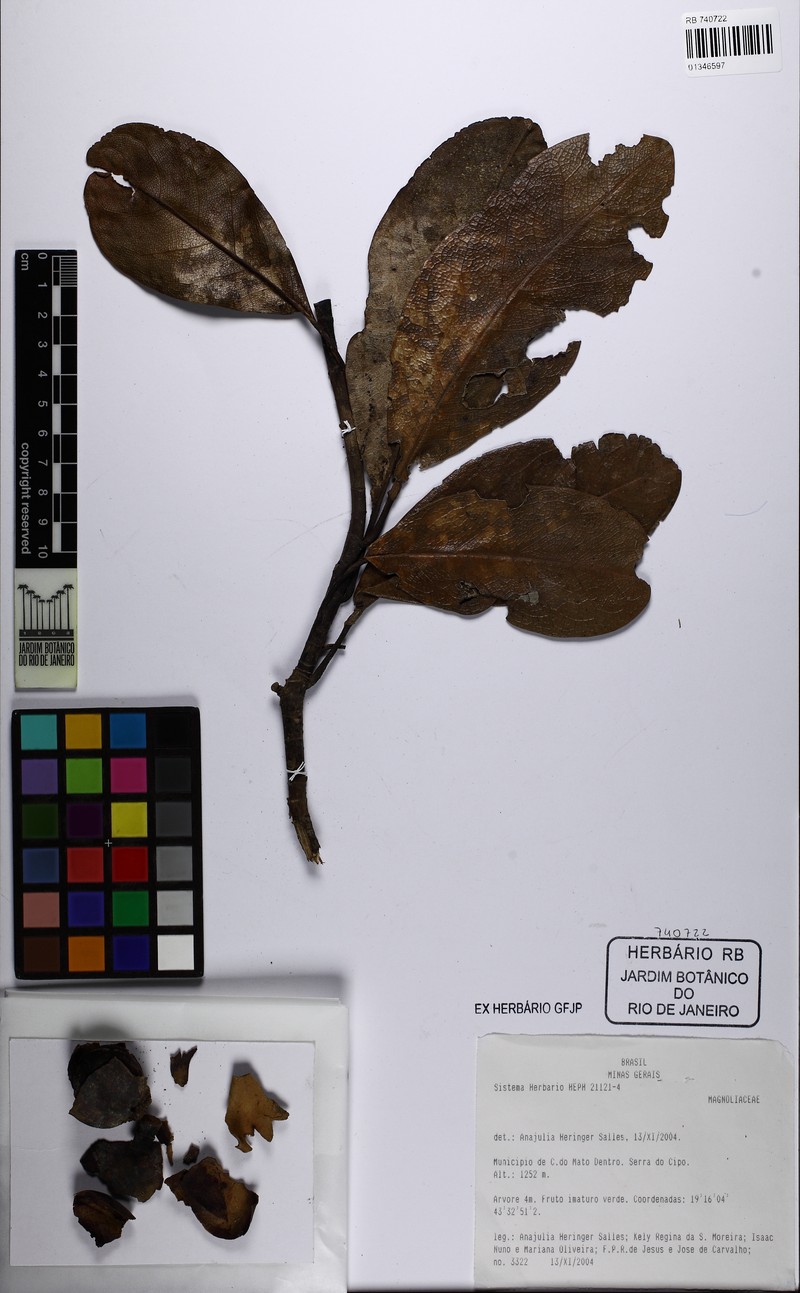 Magnolia brasiliensis photo 4
