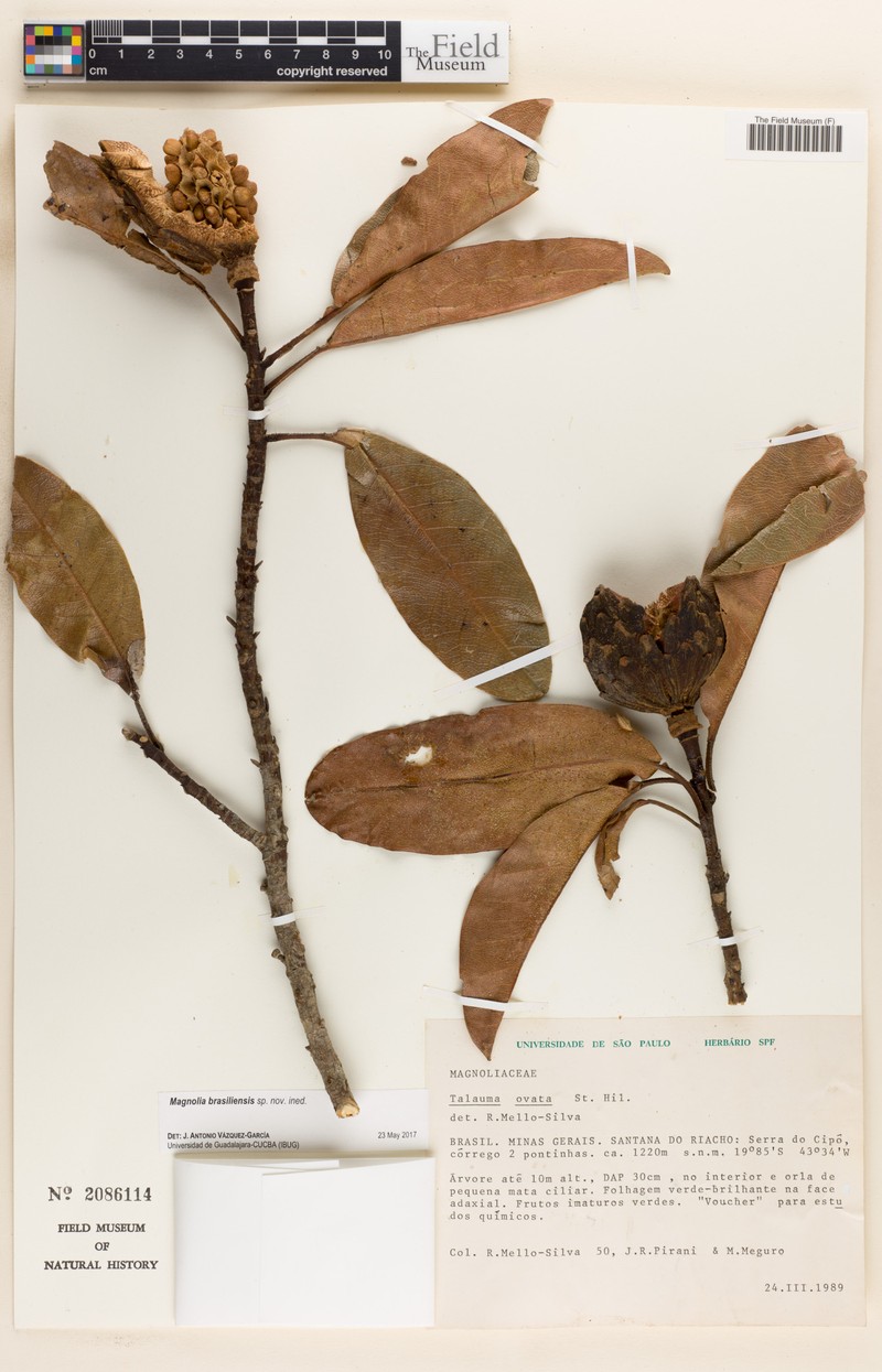 Magnolia brasiliensis photo 5