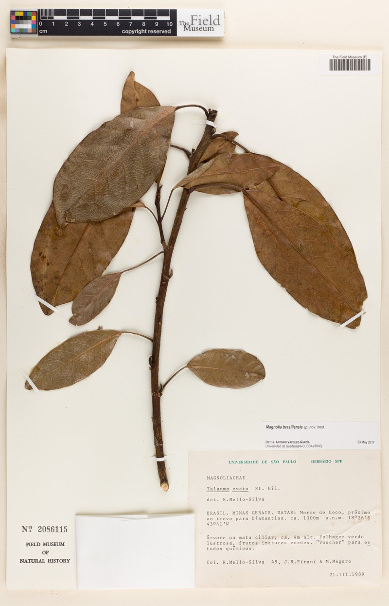 Magnolia brasiliensis photo 6