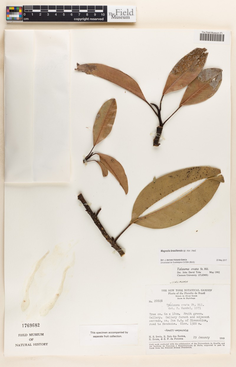Magnolia brasiliensis photo 7
