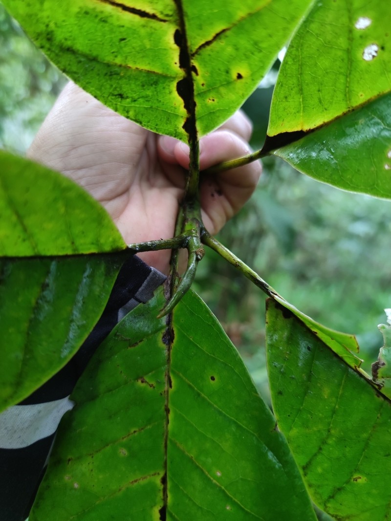 Magnolia buenaventurensis