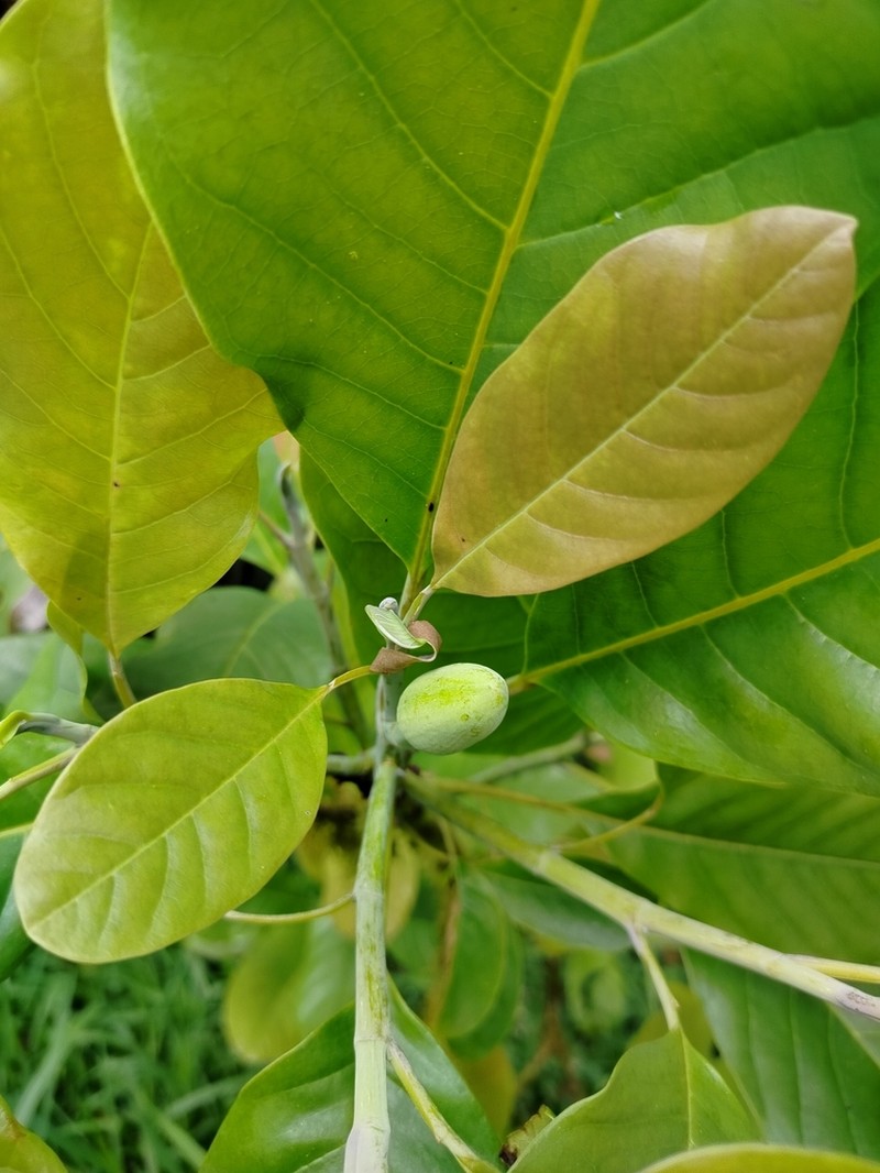 Magnolia buenaventurensis photo 2