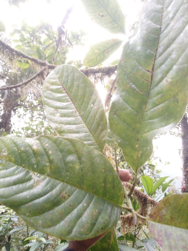 Magnolia buenaventurensis photo 5