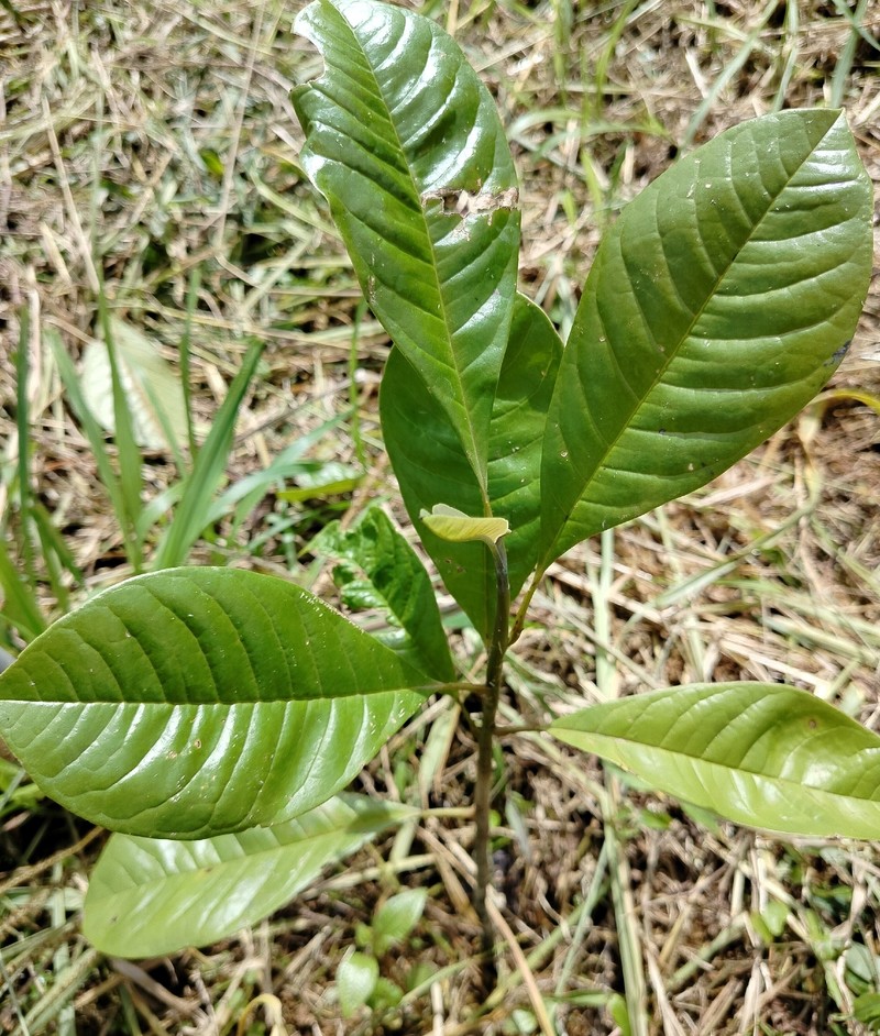 Magnolia buenaventurensis photo 6