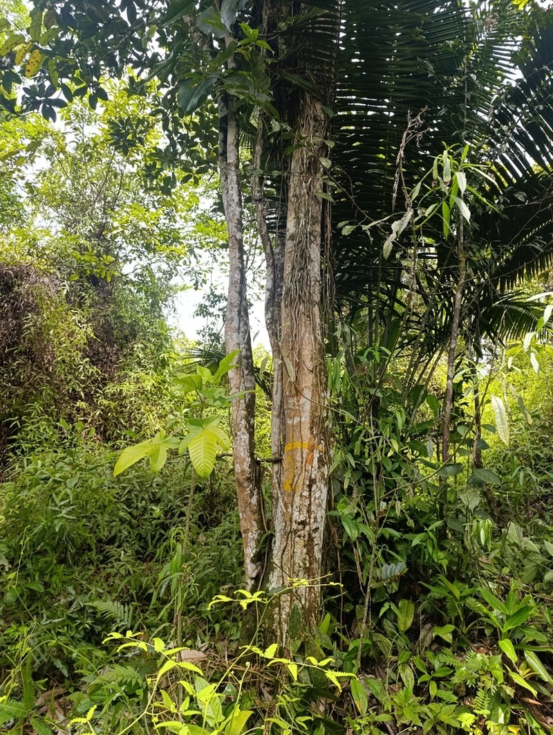 Magnolia calimaensis