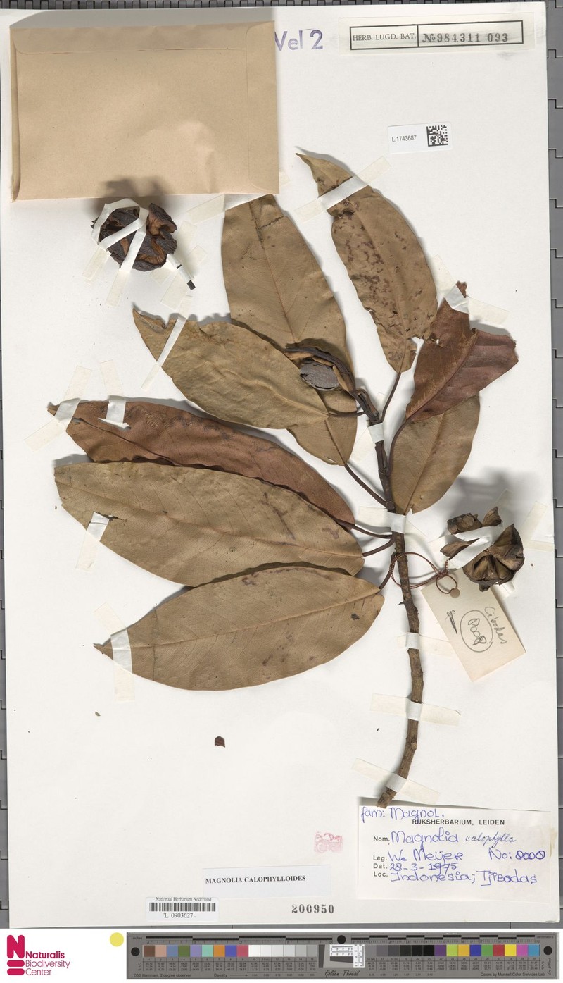 Magnolia calophylloides