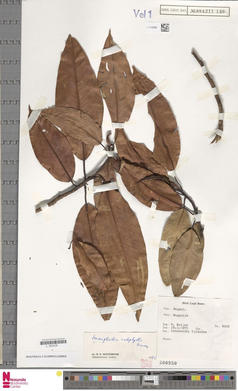 Magnolia calophylloides photo 2