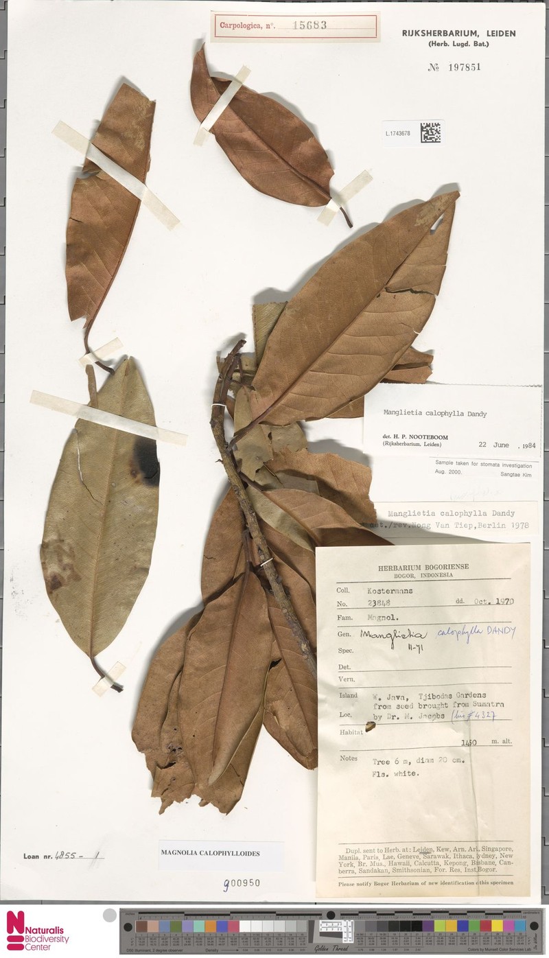 Magnolia calophylloides photo 3