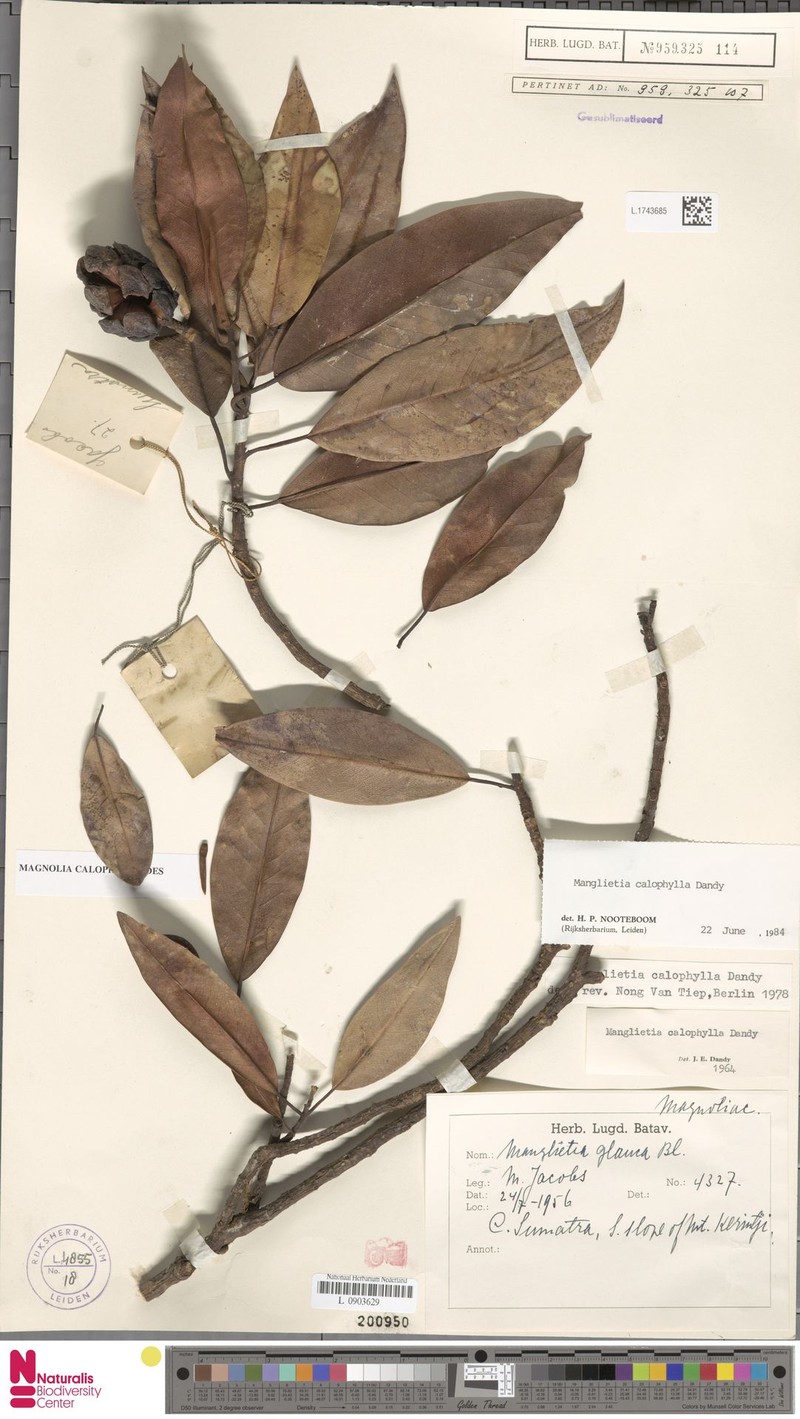 Magnolia calophylloides photo 4