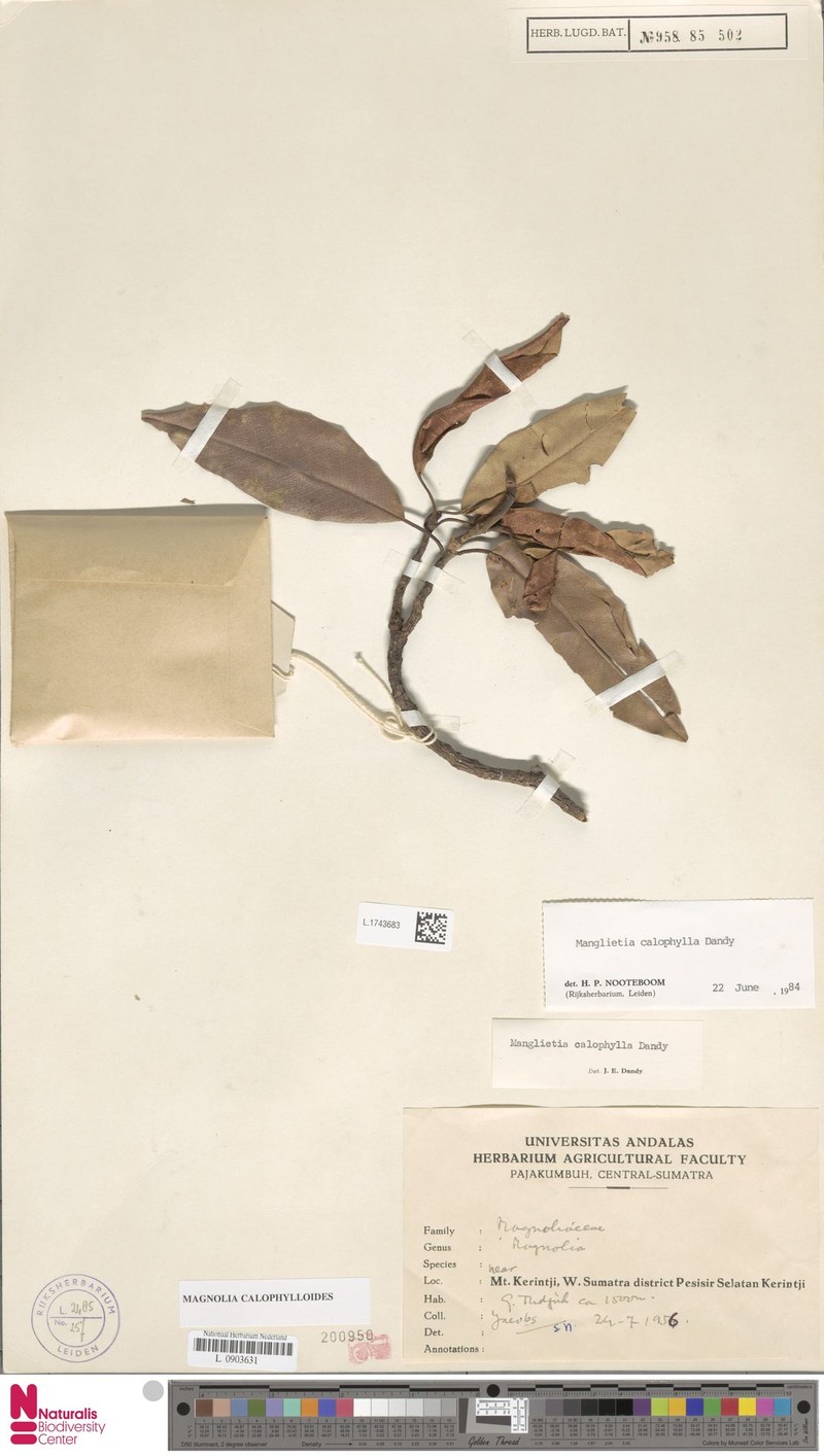 Magnolia calophylloides photo 5