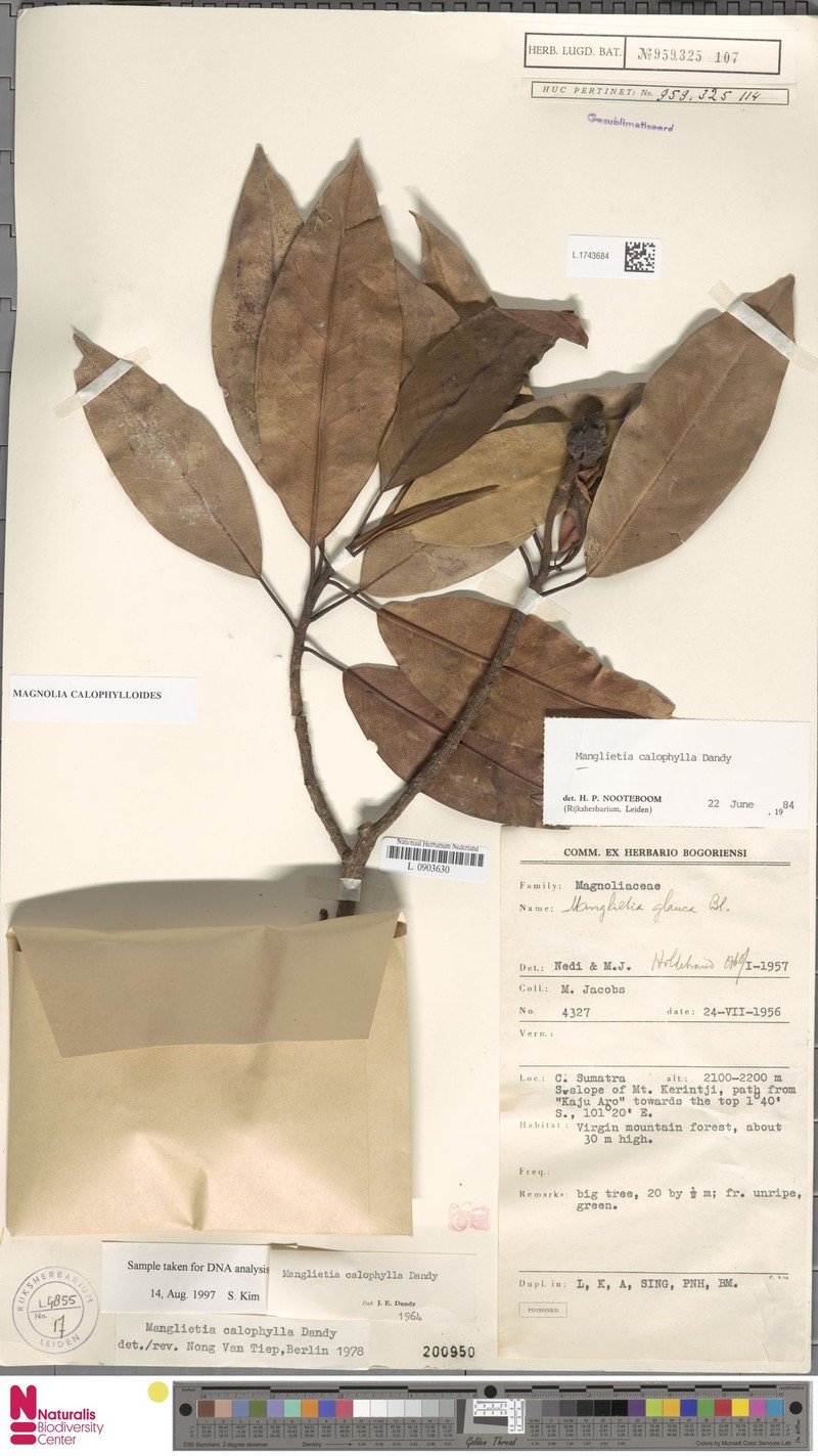 Magnolia calophylloides photo 6