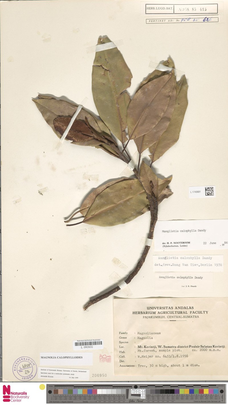Magnolia calophylloides photo 8