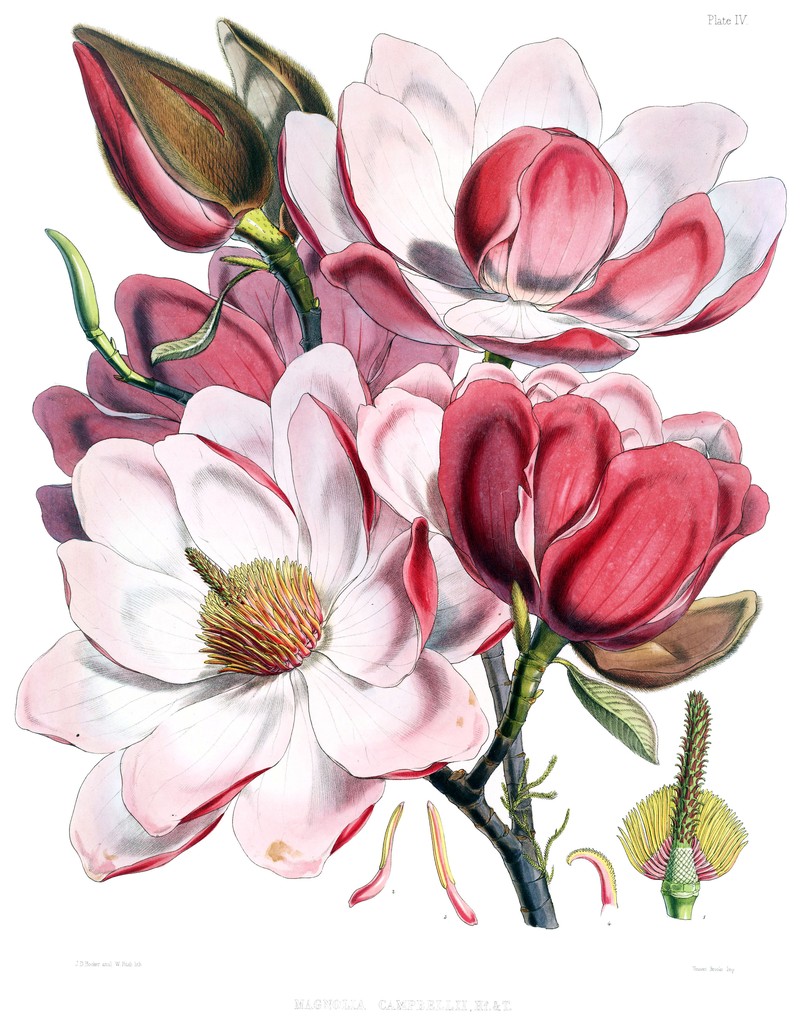 Magnolia campbellii photo 3