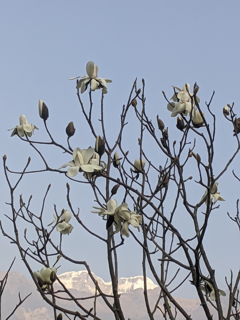 Magnolia campbellii photo 5