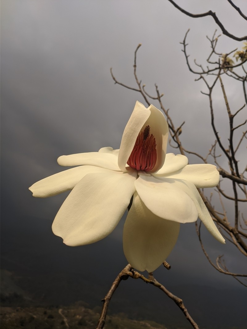 Magnolia campbellii photo 6