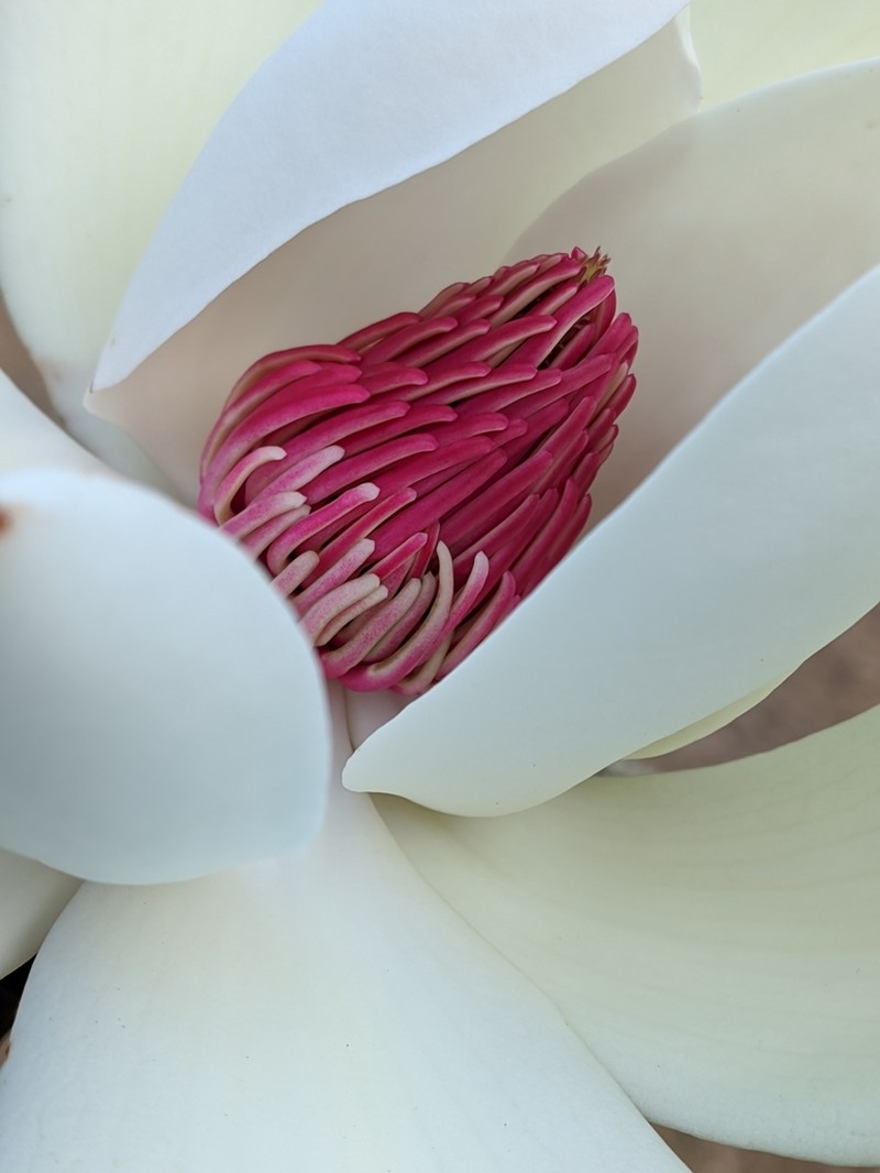 Magnolia campbellii photo 7