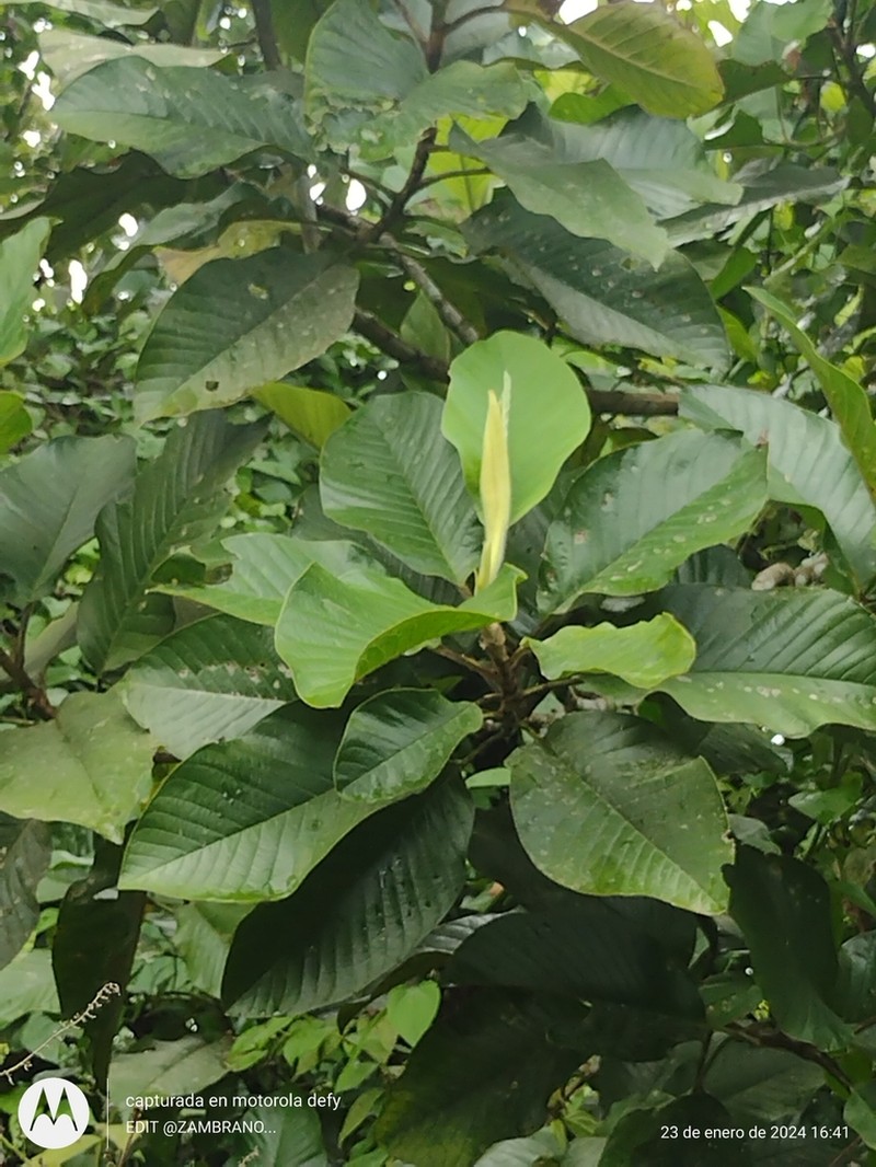 Magnolia canandeana photo 2