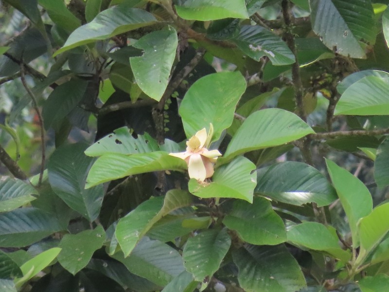 Magnolia canandeana photo 4