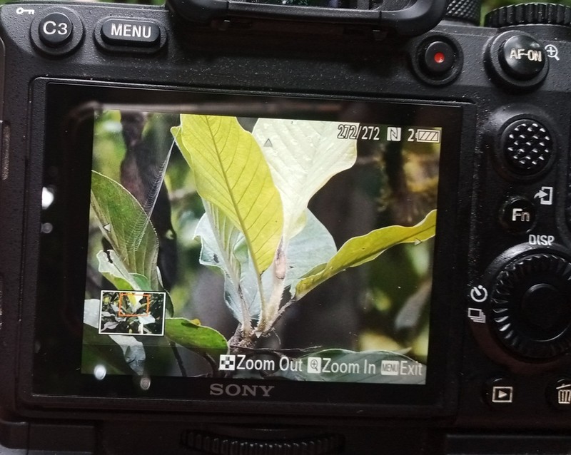 Magnolia canandeana photo 6