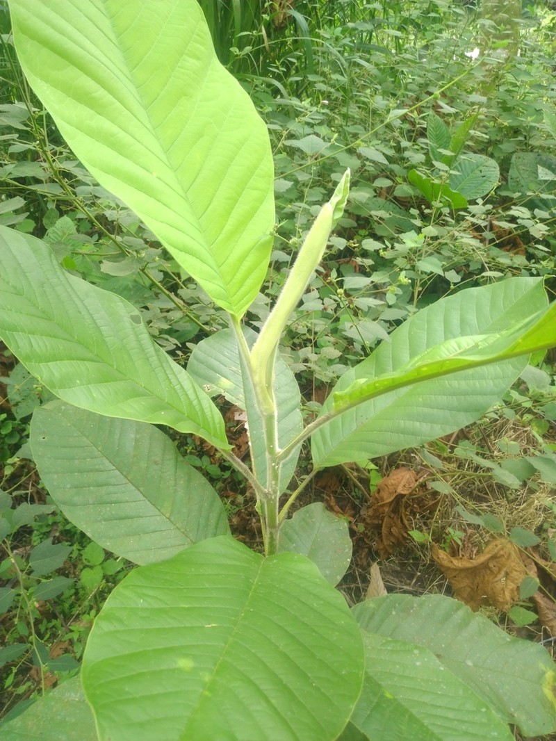 Magnolia canandeana photo 8