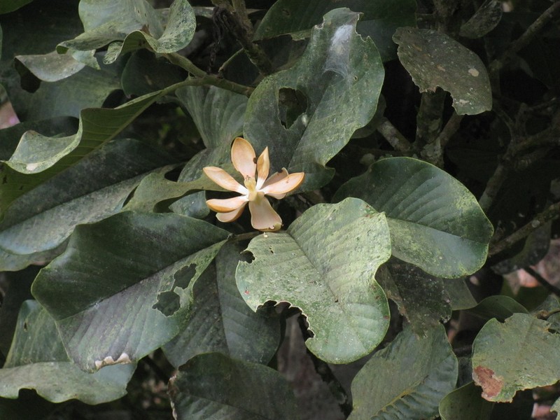 Magnolia caricifragrans photo 2