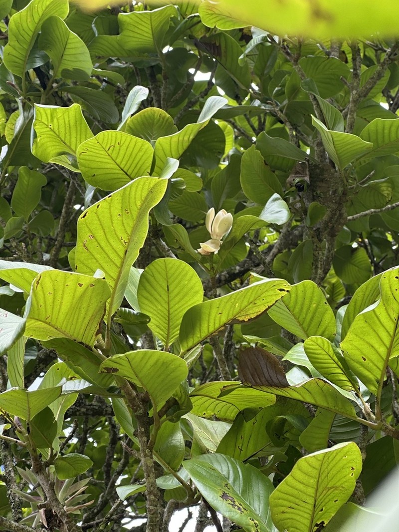 Magnolia caricifragrans photo 3