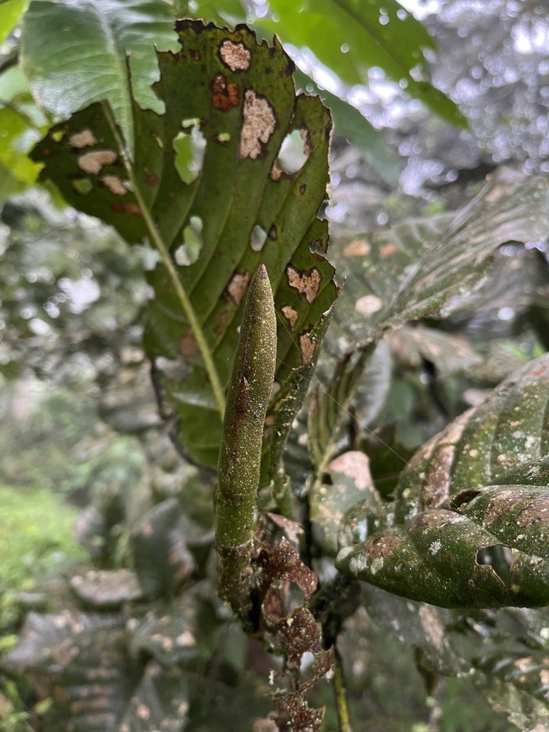 Magnolia caricifragrans photo 5