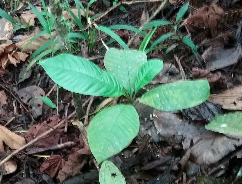 Magnolia caricifragrans photo 6