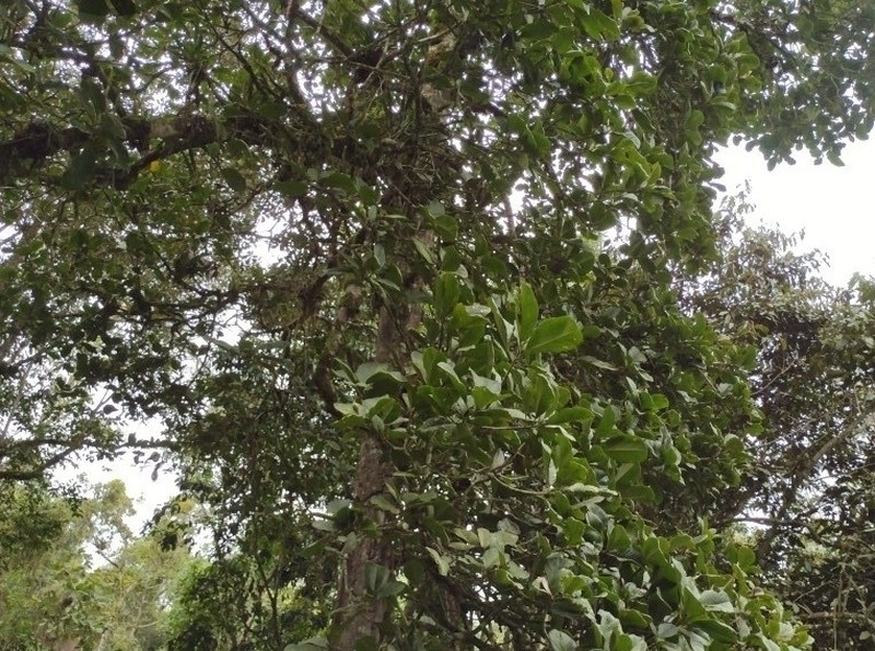 Magnolia caricifragrans photo 7