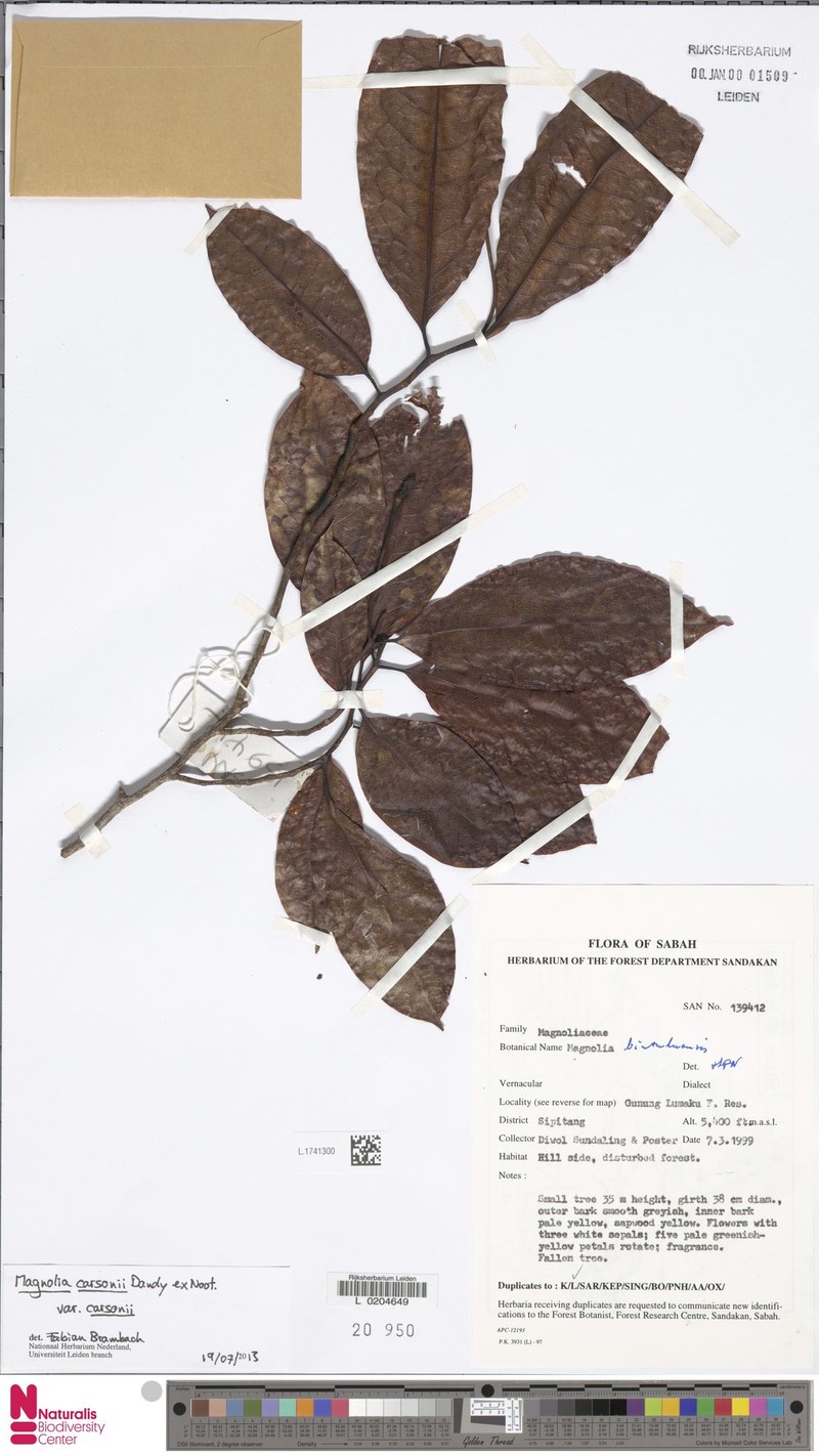 Magnolia carsonii var. carsonii