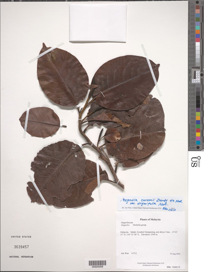 Magnolia carsonii var. drymifolia