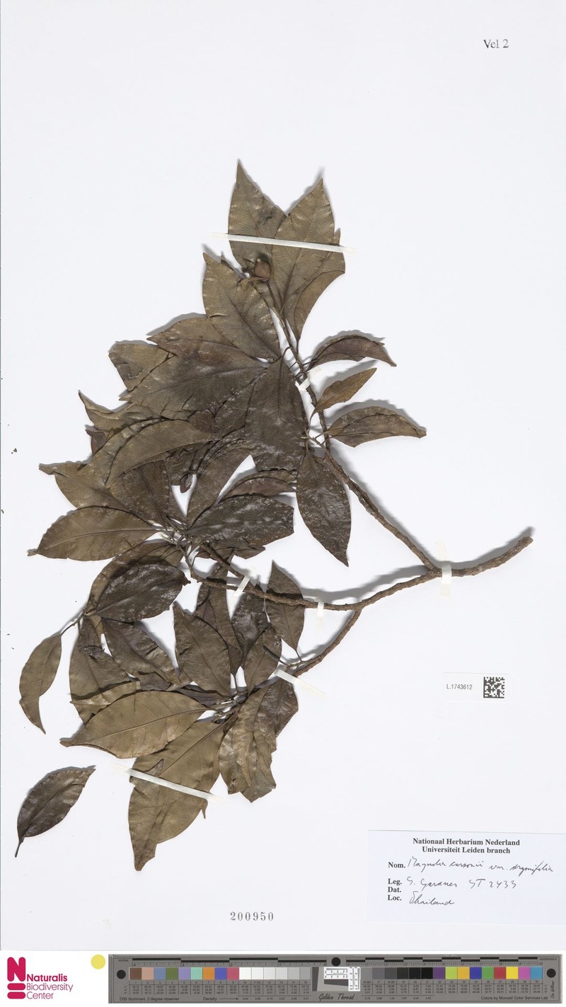 Magnolia carsonii var. drymifolia photo 2