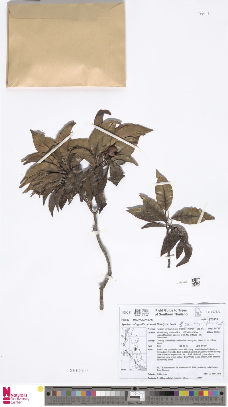 Magnolia carsonii var. drymifolia photo 3