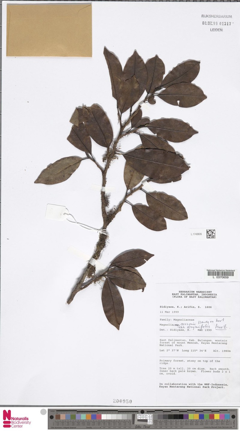 Magnolia carsonii var. drymifolia photo 4