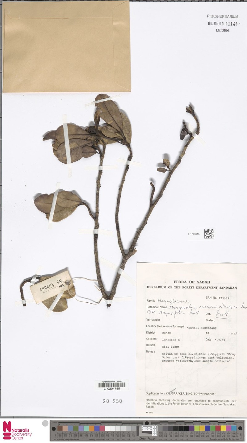 Magnolia carsonii var. drymifolia photo 5