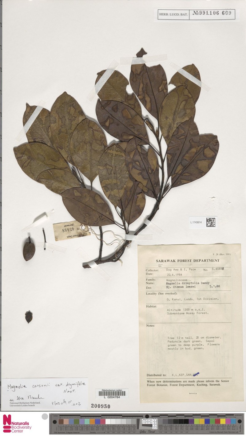 Magnolia carsonii var. drymifolia photo 6