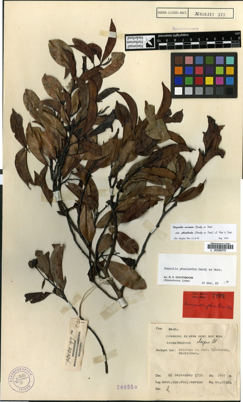 Magnolia carsonii var. phaulanta