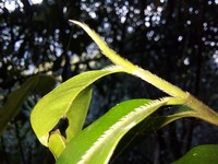 Magnolia cathcartii