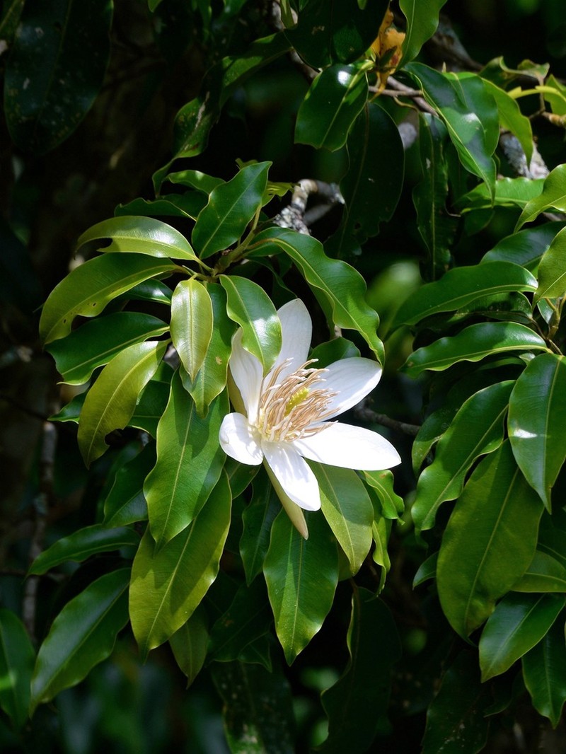 Magnolia cathcartii photo 2