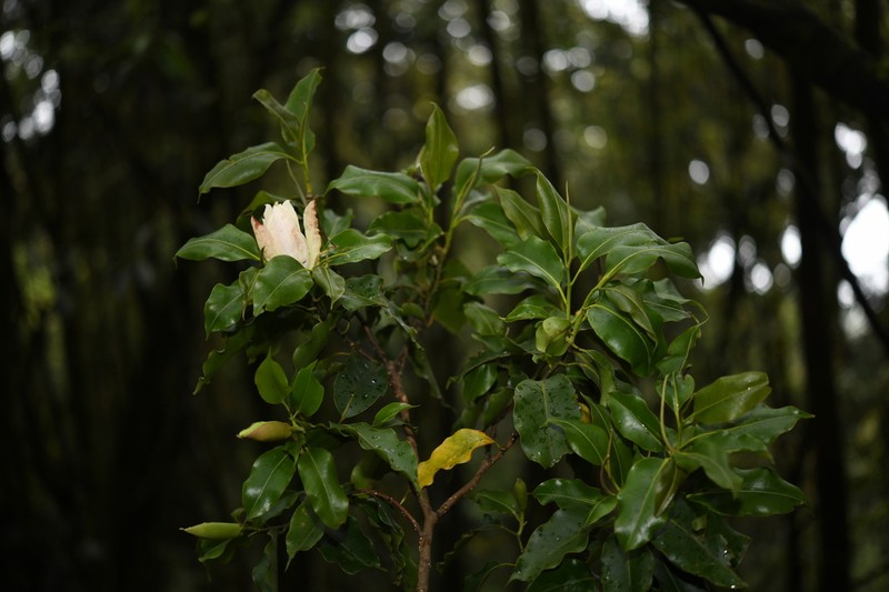 Magnolia cathcartii photo 4