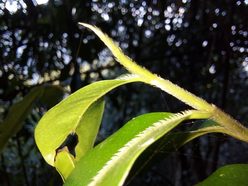 Magnolia cathcartii photo 5