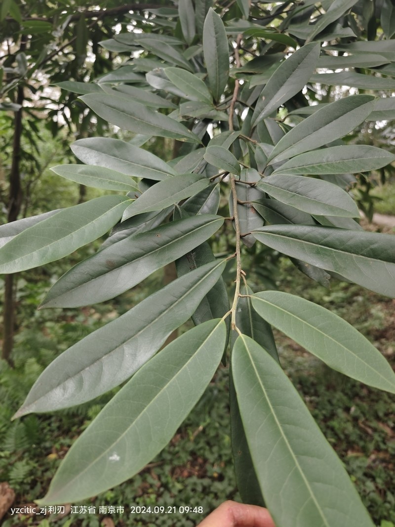 Magnolia cavaleriei photo 2