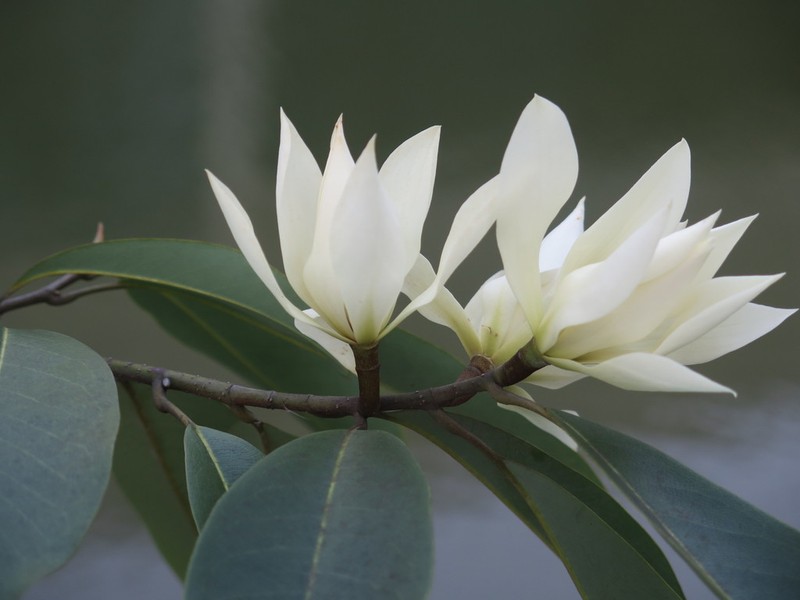 Magnolia cavaleriei photo 3