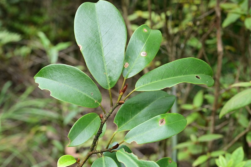 Magnolia cavaleriei photo 4