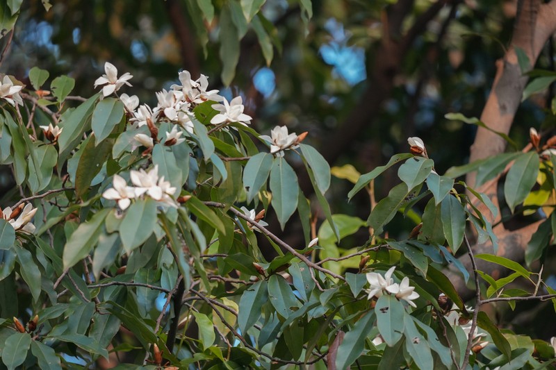 Magnolia cavaleriei photo 5
