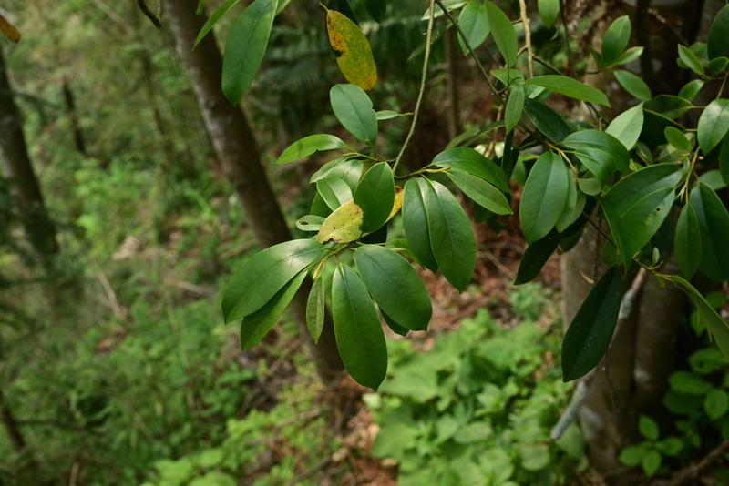 Magnolia cavaleriei photo 8