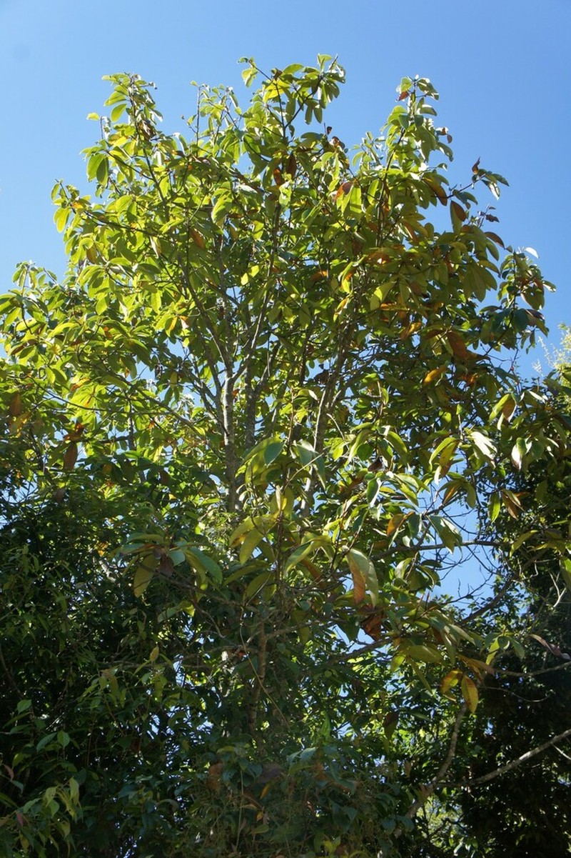 Magnolia caveana