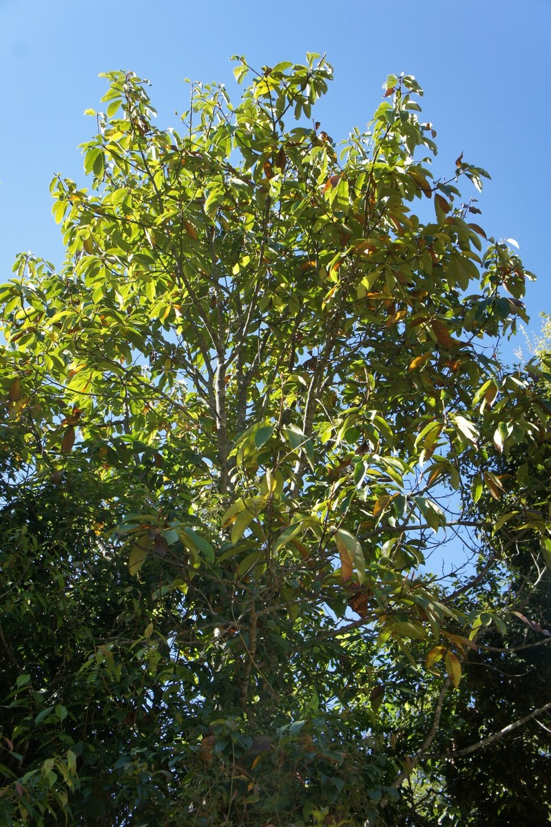 Magnolia caveana photo 2
